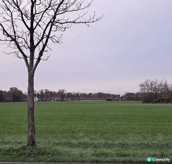 🇬🇧 荷蘭比利時英國聖誕遊記 🎄