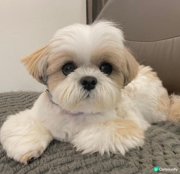 狗狗的可愛表情包