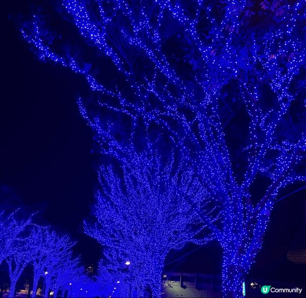 東京青之洞窟，現場非常震撼，從未見過咁靚嘅景點，因為全部樹都...