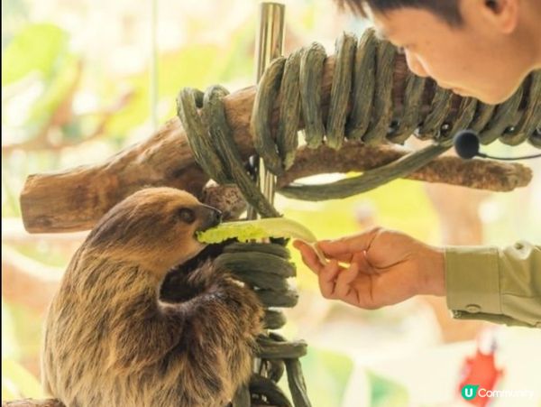 【清遠長隆 – 玩到唔捨得走!🌿🔥 達人級終極攻略】