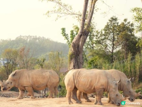 【清遠長隆 – 玩到唔捨得走!🌿🔥 達人級終極攻略】