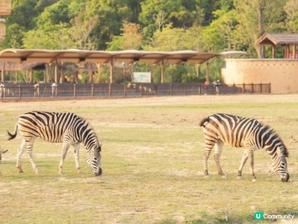 【清遠長隆 – 玩到唔捨得走!🌿🔥 達人級終極攻略】