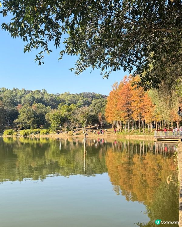 🍂醉美落羽杉🍂