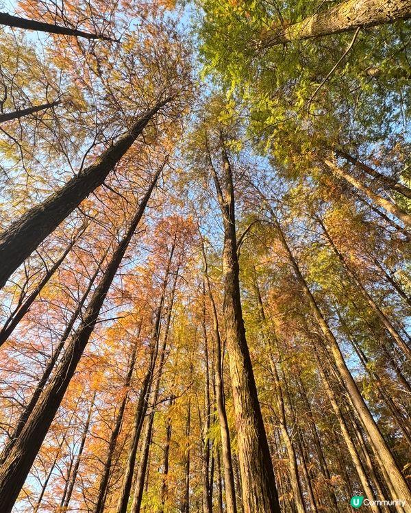 🍂醉美落羽杉🍂