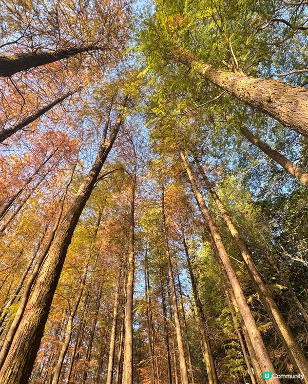 🍂醉美落羽杉🍂