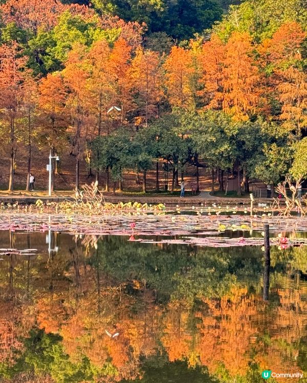 🍂醉美落羽杉🍂