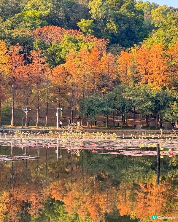 🍂醉美落羽杉🍂