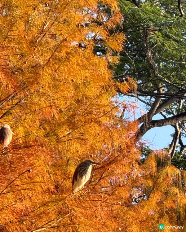 🍂醉美落羽杉🍂