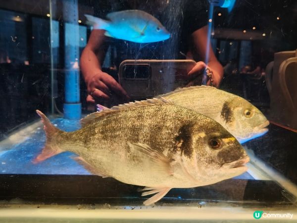 荃灣火鍋新寵🔥 大紅袍活魚刺身驚艷🤩