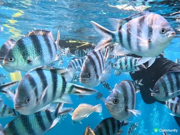 沖繩潛水記！青之洞窟🌊🐠 2025約定！