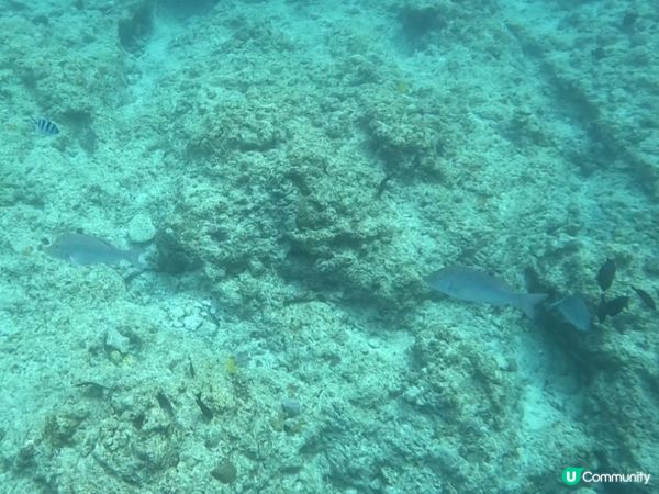 沖繩潛水記！青之洞窟🌊🐠 2025約定！