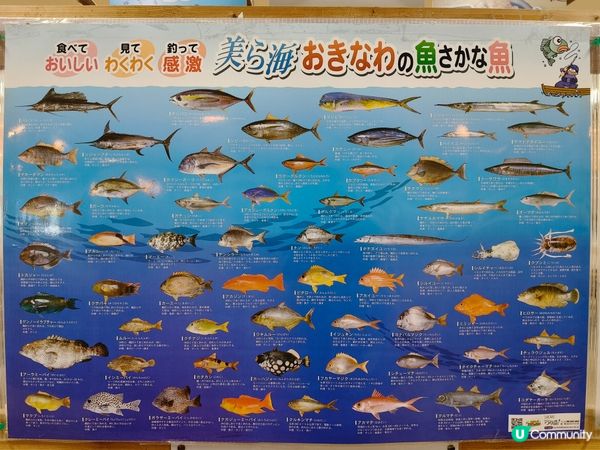 糸滿漁市場海鮮大比拼！🤤 拖羅海膽超正！