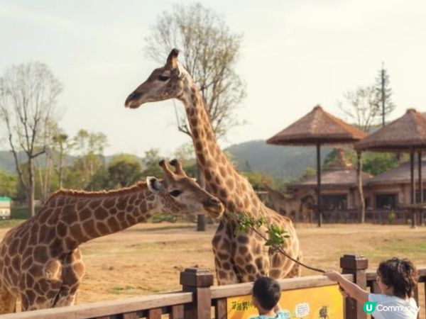 玩轉清遠長隆🥳攻略全拆解