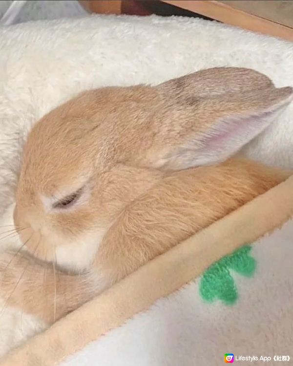 乖乖睡覺的小兔兔