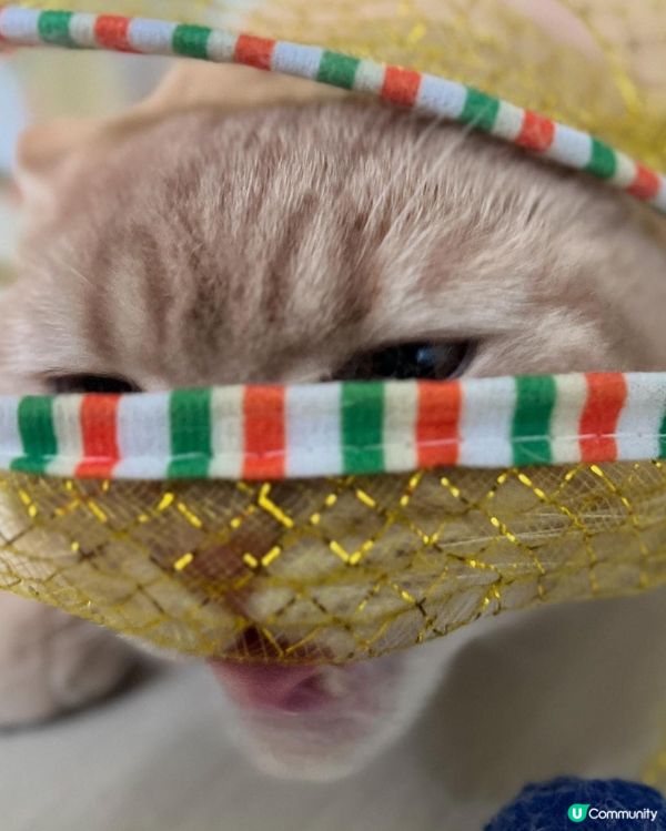 我要衝破呢個網😾