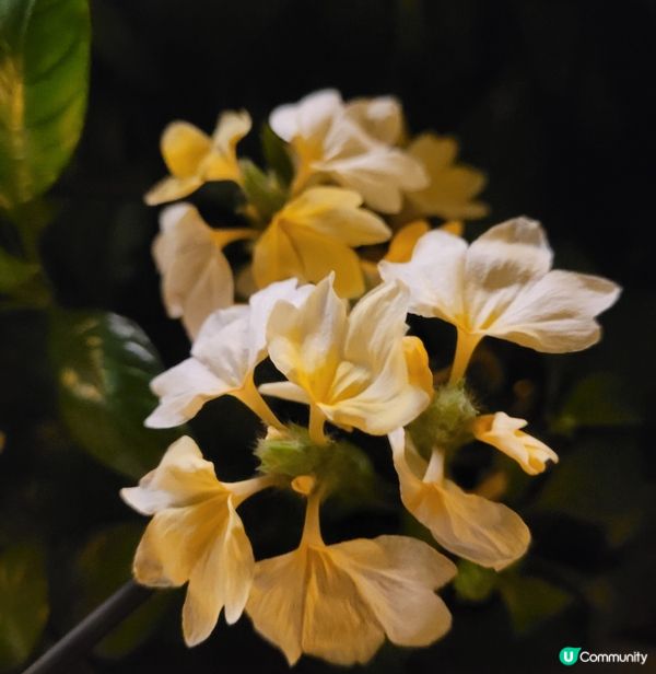 仙人掌 x CAMP Park