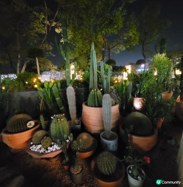 仙人掌 x CAMP Park