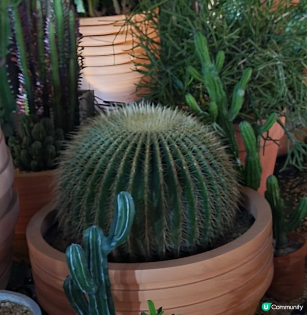 仙人掌 x CAMP Park