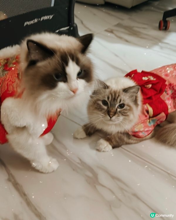 新年裝，超靚仔，勁靚女！