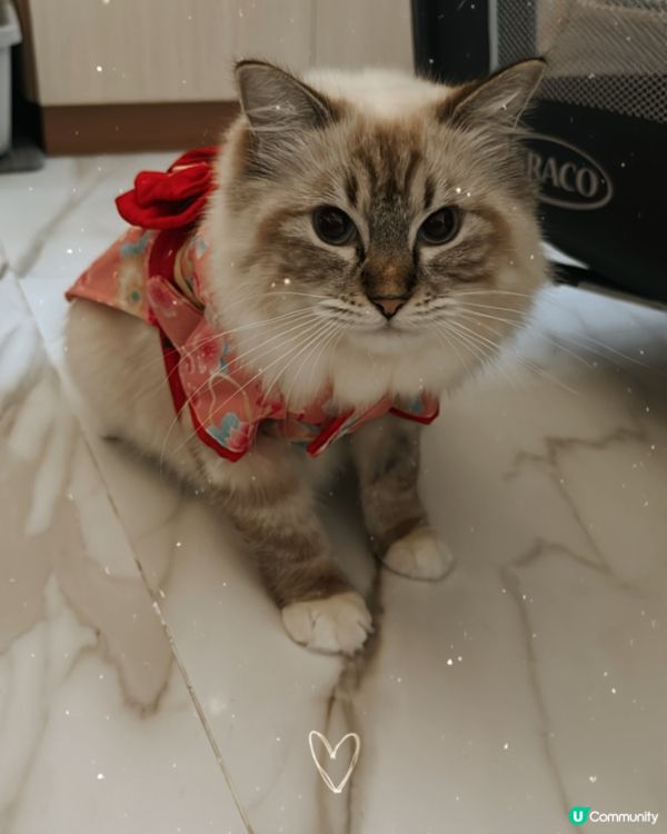 新年裝，超靚仔，勁靚女！