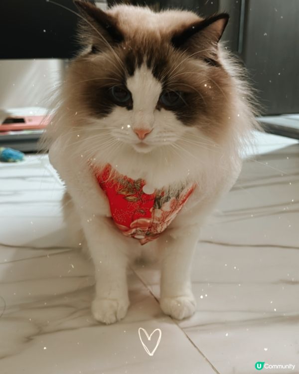 新年裝，超靚仔，勁靚女！