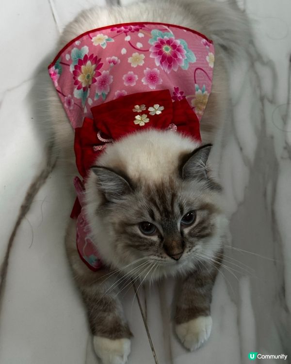 新年裝，超靚仔，勁靚女！