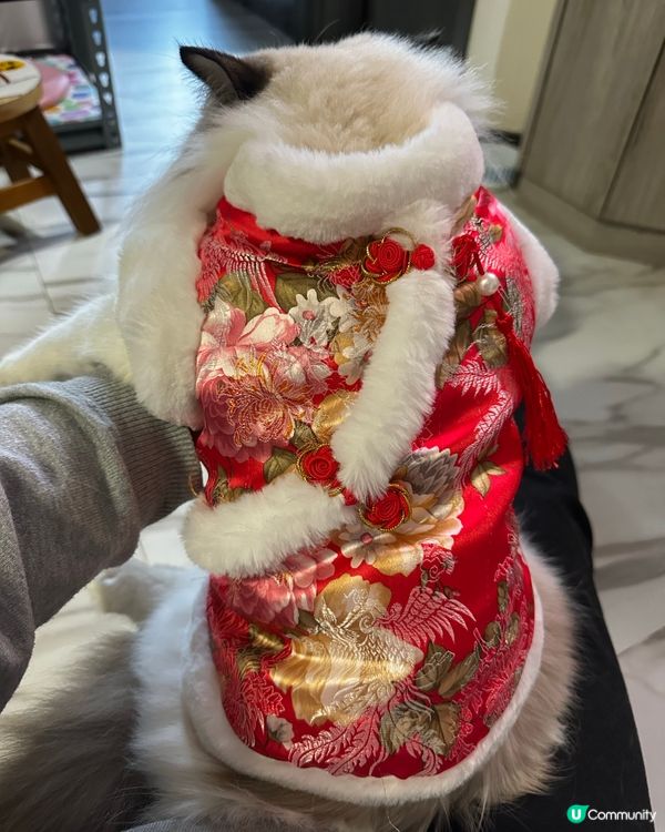 新年裝，超靚仔，勁靚女！