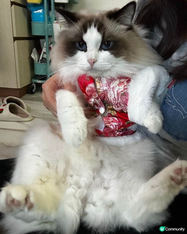 新年裝，超靚仔，勁靚女！