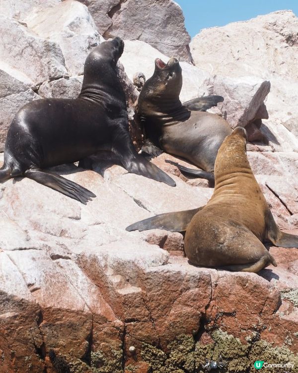 ［南美洲旅遊］秘魯帕拉加斯