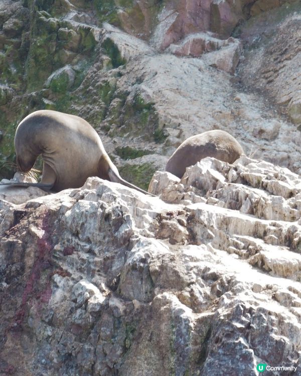 ［南美洲旅遊］秘魯帕拉加斯