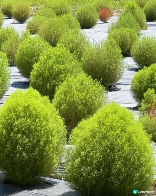 😱連台灣宜蘭都睇到嘅波波草(掃帚草），遲啲變色仲靚