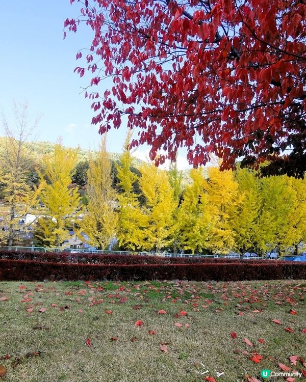 諏訪湖賞富士山🗻！秋冬限定靚景📸！