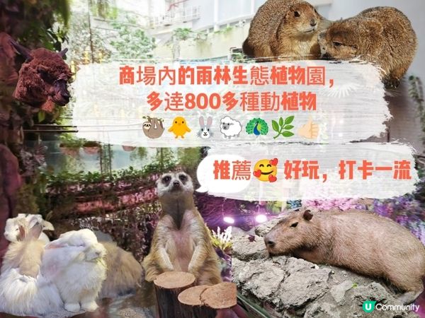 推薦🥰 商場內的雨林生態植物園 🦥🐥🐰🐑🦚🌿