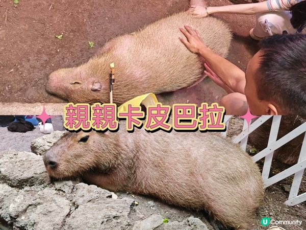 推薦🥰 商場內的雨林生態植物園 🦥🐥🐰🐑🦚🌿