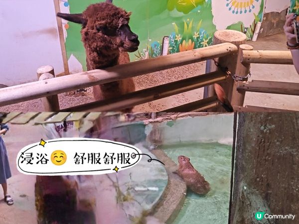 推薦🥰 商場內的雨林生態植物園 🦥🐥🐰🐑🦚🌿