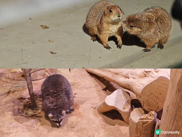推薦🥰 商場內的雨林生態植物園 🦥🐥🐰🐑🦚🌿