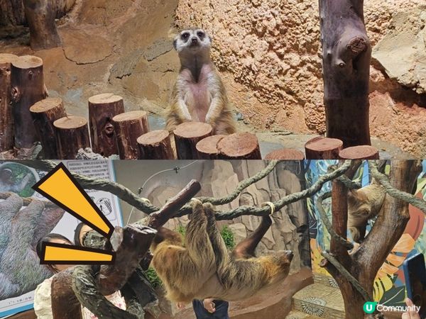 推薦🥰 商場內的雨林生態植物園 🦥🐥🐰🐑🦚🌿