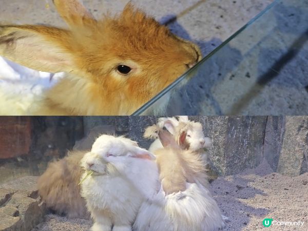 推薦🥰 商場內的雨林生態植物園 🦥🐥🐰🐑🦚🌿