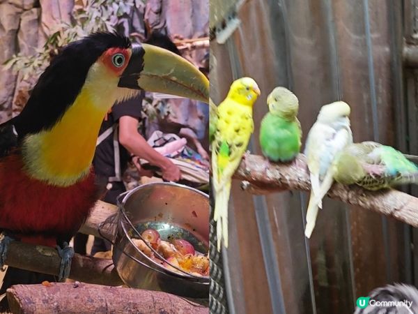 推薦🥰 商場內的雨林生態植物園 🦥🐥🐰🐑🦚🌿