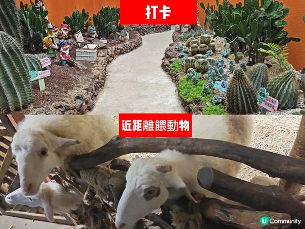 推薦🥰 商場內的雨林生態植物園 🦥🐥🐰🐑🦚🌿