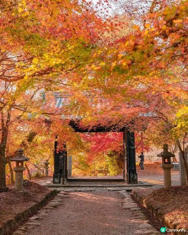 東京絕美七大賞楓景點😍😍一定要mark