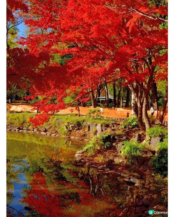 東京絕美七大賞楓景點😍😍一定要mark