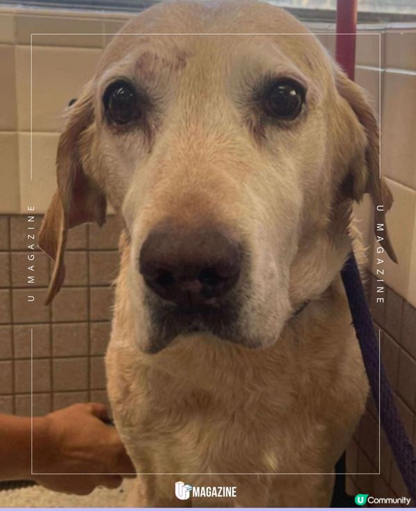 93歲爺爺的「原味」呼喚！一雙襪子救回愛犬！