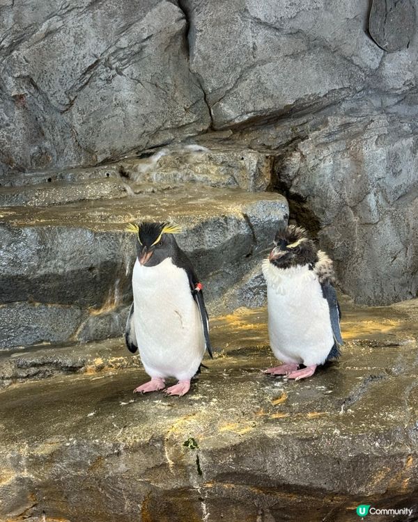 大阪海遊館🍦雙色雪糕打卡📸！波子汽水味勁正😋