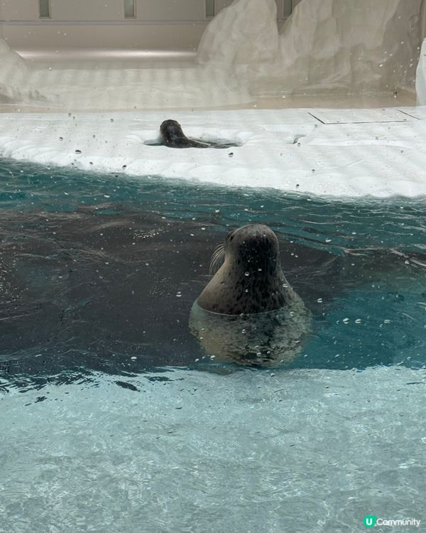 大阪海遊館🍦雙色雪糕打卡📸！波子汽水味勁正😋