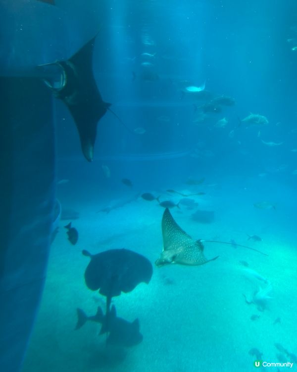 大阪海遊館🍦雙色雪糕打卡📸！波子汽水味勁正😋