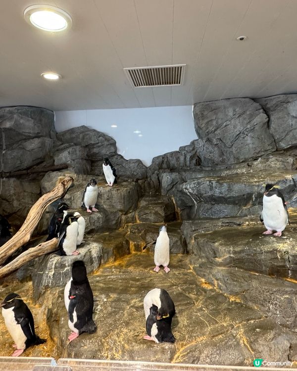 大阪海遊館🍦雙色雪糕打卡📸！波子汽水味勁正😋