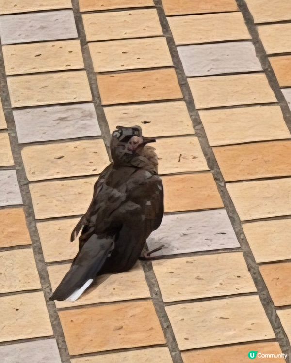 #鸚鵡 #萌寵 #UCreator ##韓式髮型神器##淨白...