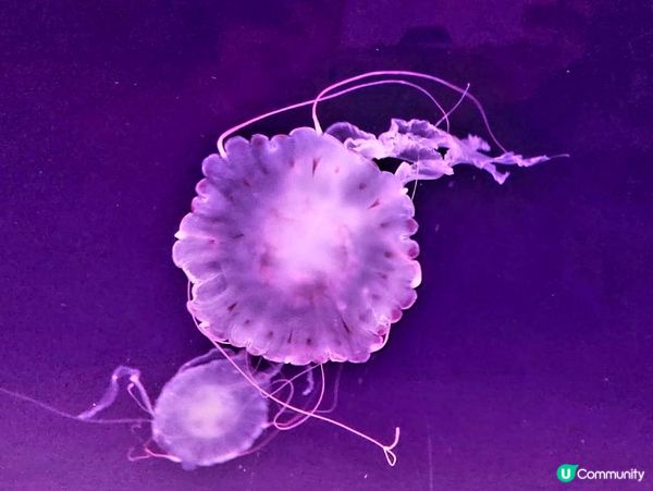 想打卡嘅大家～不妨去水母體驗館??入面嘅燈光配合唔同品種嘅水...