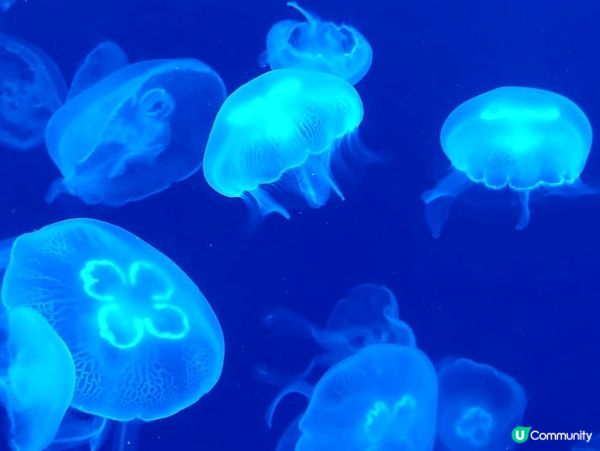 想打卡嘅大家～不妨去水母體驗館??入面嘅燈光配合唔同品種嘅水...